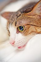 y_fa2358a6.jpg