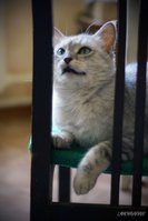 даша5 копия.jpg