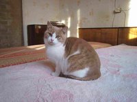 Собинка кот.JPG