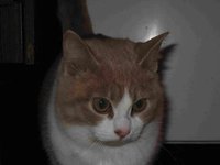 Соб. котик.JPG