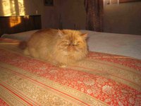 IMG_0387.JPG