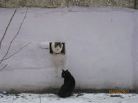 Лиза 002.jpg