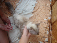 Т.К.3.jpg