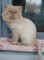 зимний Кузьмич.JPG