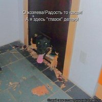 собак.jpg