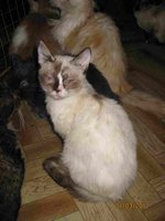 Гусь 010.jpg
