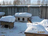 Гусь 034.jpg