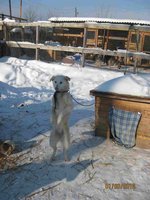Гусь 035.jpg