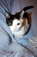 z_d813f467.jpg