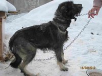 Бородатик 002.jpg
