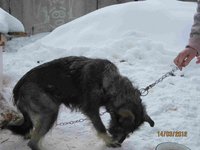 Бородатик 003.jpg