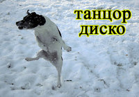 foto-sobaki_narod_ru65.jpg