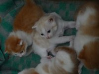 z_094c2c7f.jpg