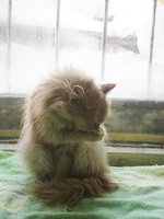 DSC04482.JPG
