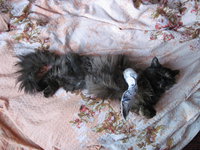 котэ2.jpg