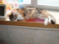 DSC04145 - копия.JPG