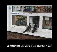 семки.jpg