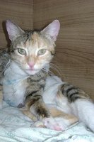 DSC00557.JPG