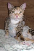 DSC00558.JPG