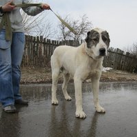 алабай 003.JPG