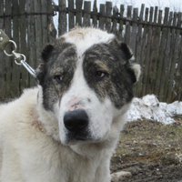 алабай 005.JPG