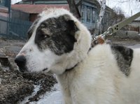алабай 012.JPG