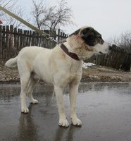 алабай 002.JPG