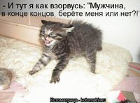 котик.jpg