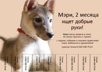 объявка.jpg