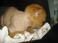 DSC03701.JPG