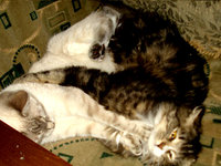 DSC03706.JPG