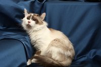 4a3a114644a9.jpg