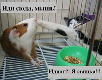 1209396501_all4cat_001_animals.jpg