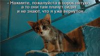 котенок.jpg