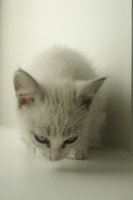 DSC00610.JPG