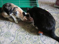 Кошка Маша 2 003.JPG