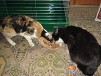 Кошка Маша 2 005.JPG