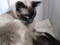кошка Маша 050.JPG