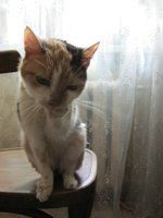 Кошка Маша 2 007.JPG