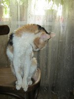 Кошка Маша 2 008.JPG