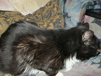Кошка Лиза.JPG