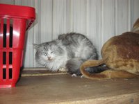 кошки Атланта.JPG
