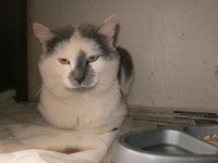 кошки Атланта (2).JPG