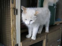кошки Атланта (3).JPG