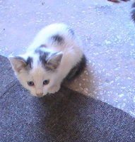 PIC_0078.jpg