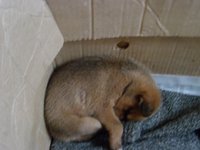SAM_0132.JPG