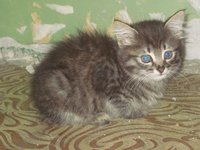 крис.jpg