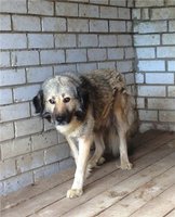 Бакс, метис КО.jpg