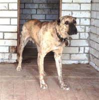 Бой 2, тигровый метис САО.jpg