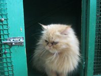 кошки Атланта 017.JPG